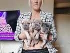 3 stunning male French bulldog puppies 5 weeks old looking for 5* homes