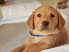 10 beautiful labrador puppies kc registered ready to leave mid september