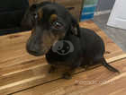 I am excited to announce the pregnancy of my beautiful 2yr old miniature dachshund