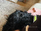 loving happy family home needed urgently for 11 month old black labradoodle