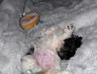 Shih tzu puppy girl for sale