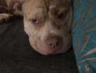 Xl American bully (spots)