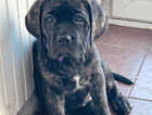 Cane corso puppies *1 girl left* price lowered