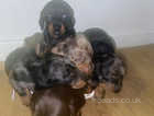 6 miniature dochshunds puppies for sale, boys and girls