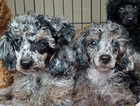 Beautiful babies ready poodles