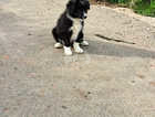 1 Girl  border collie pup for sale looking for new home