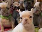 Frenchie kc puppies