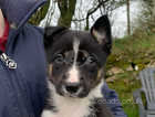 Gorgeous Tri Collie pups looking for forever homes!