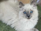 Beautiful Ragdoll kittens