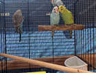 4 Hand Reared 8 weeks old budgies