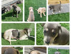 Lurcher Pups for sale