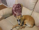 2 year old female whippet for sale