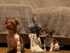 3 Beautiful Jack Russell Terriers
