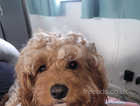 Cavapoo to rehome