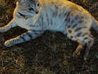 lost bengal