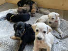 Saluki Collie x Greyhound Puppies