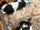 King Charles tri coloured pups 1 boy 1 girl
