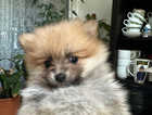 For sale pomerian puppies