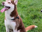 17 month old husky urgent rehoming