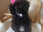 Beautiful  female KC Toy Poodle puppies.