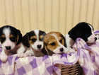 Beautiful beagle x Pomeranian Puppies for sale