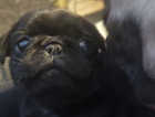 Black female pug puppy