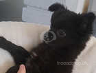 Beautiful long coat chihuahua boy puppy
