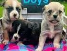 Collie cross puppies 5 girls 3 boys