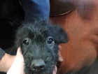 Patterdale puppies looking for there forever home