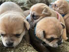 Tiny Chihuahua pups beautiful colours