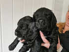 Two Gorgeous Black Boys available
