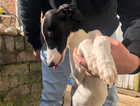 WhippetONLY one BOY AVAILABLE