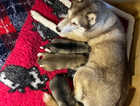 Reduced KC REg Siberian husky puppies