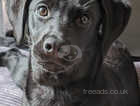 KC Labrador Female 6 months old looking for a rehome