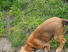 Beagle cross collie