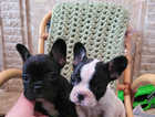 Ready to leave Lovely chunky french bull dogs puppies