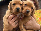 Two Female Fox Red Labrador Puppies