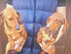 Two Miniature Dachshund Girl Dogs