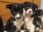 Gorgeous black and white border collie pups - fully vaccinated