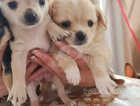 Chihuahua pupies available