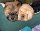 GORGEOUS CHOW CHOW CHAMPION PUPPIES