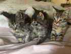3 kittens for sale