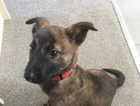 Alfie- 11 week old male puppy