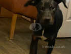 cane corso x Doberman pups  £400 available now