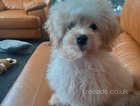 Bailey is a cross pekinese poodle