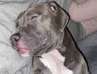 5 month old american bully OPEN TO OFFERS