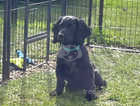 Reduced.... Ready for new homes now... 2 Beautiful black cocker spaniel bitches 15 weeks old