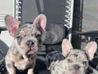 Chunky Lilac Merle French bulldog puppies. Now ready!