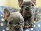 Frenchie Pups available