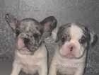 Beautiful blue pied Merle French buldogs